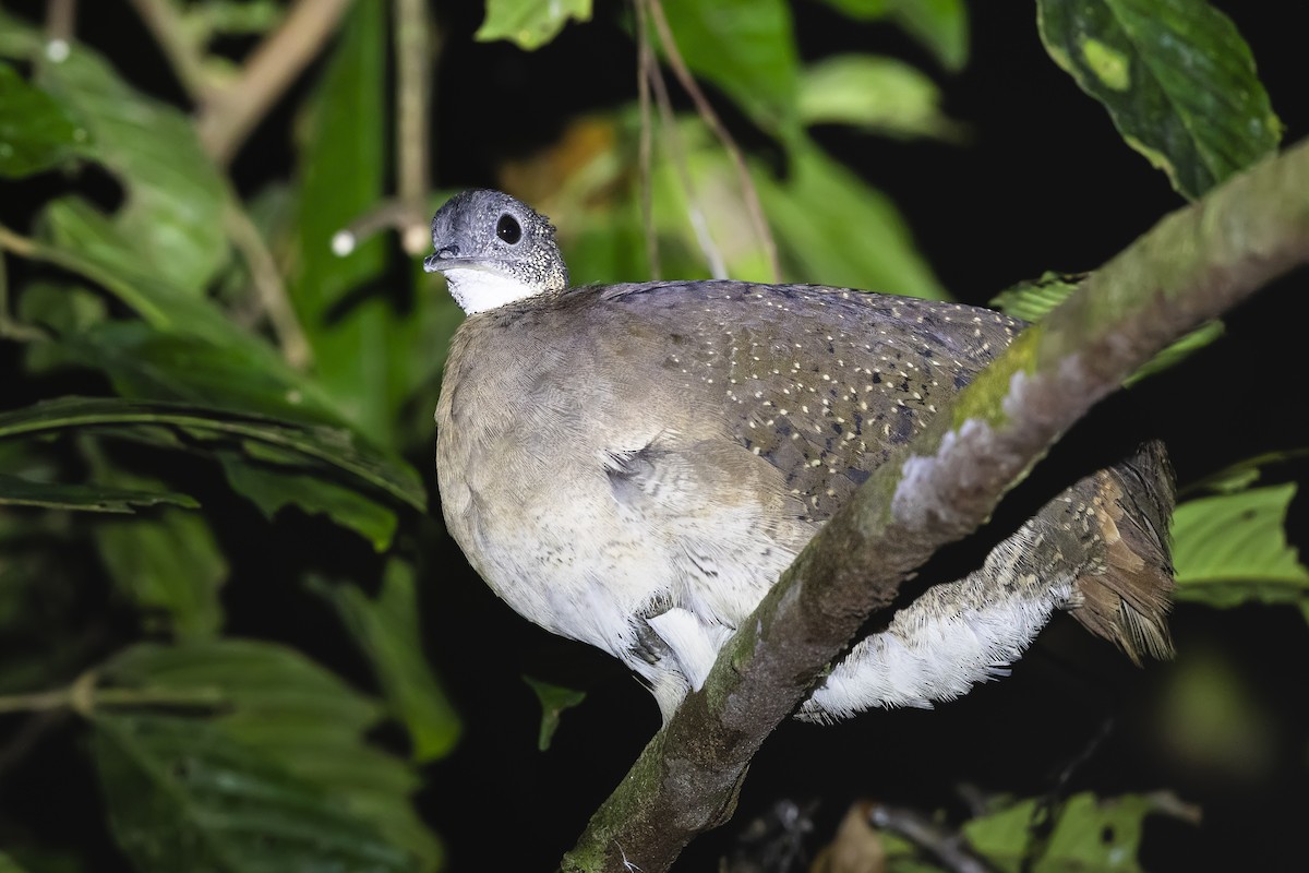 White-throated Tinamou - ML452354031