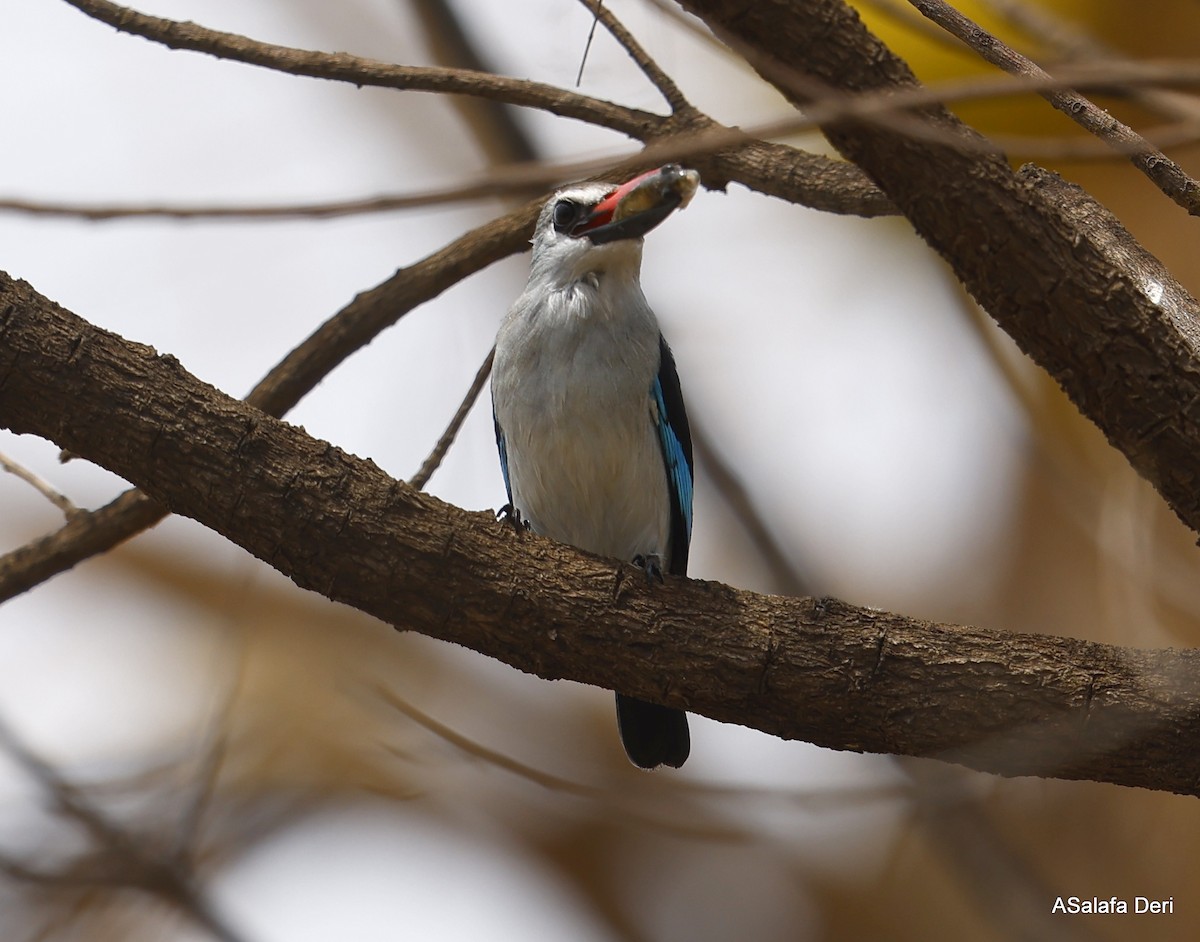 Gray-headed Kingfisher - ML452354391