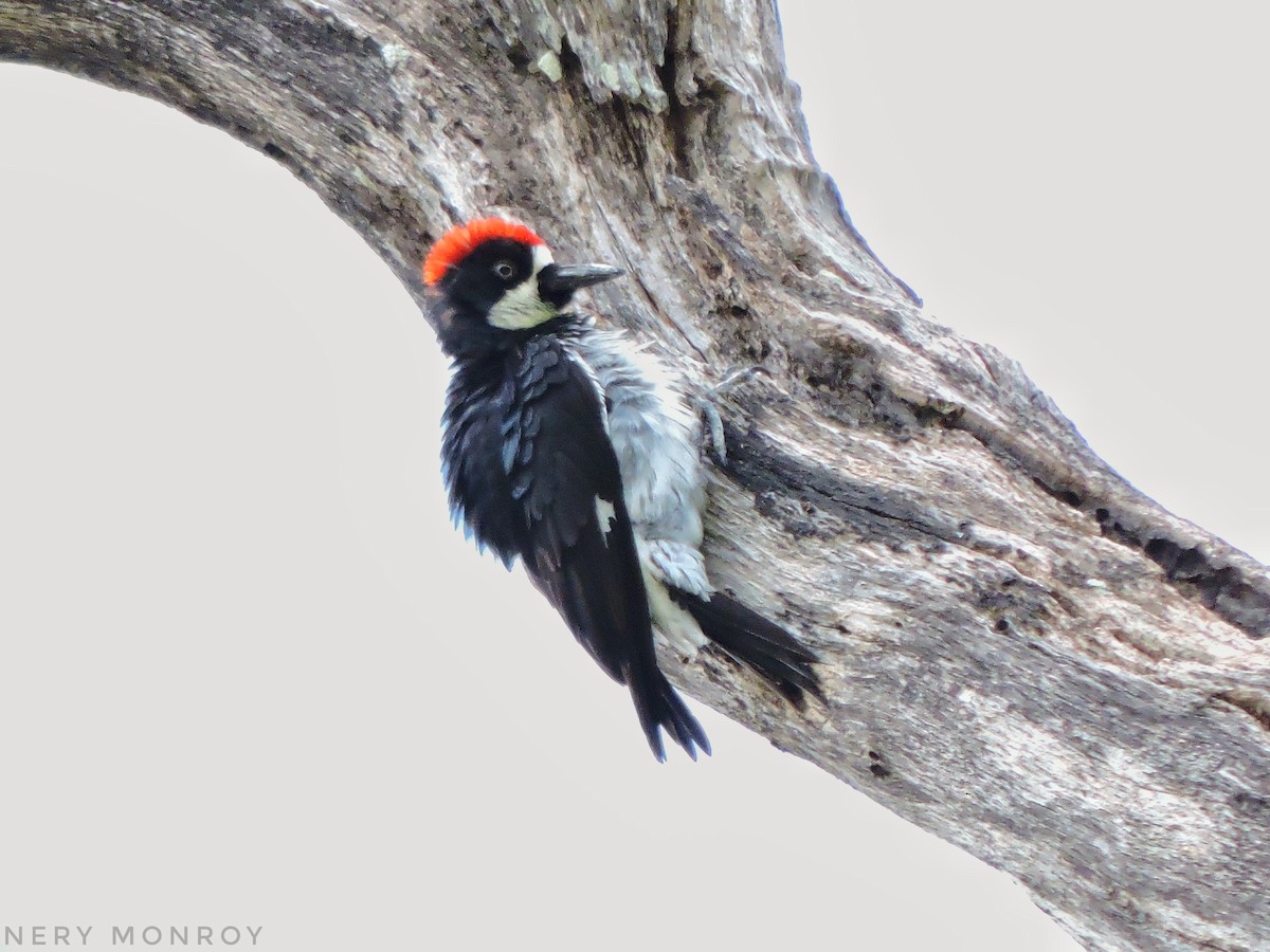 Acorn Woodpecker - ML452355001
