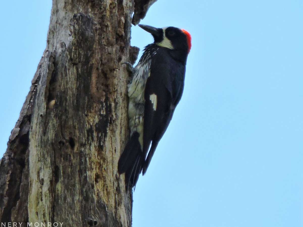 Acorn Woodpecker - ML452355081