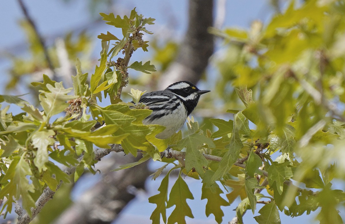 Black-throated Gray Warbler - ML452355091