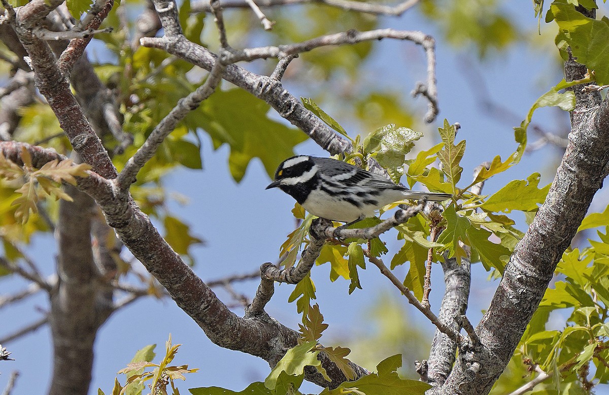 Black-throated Gray Warbler - ML452355101