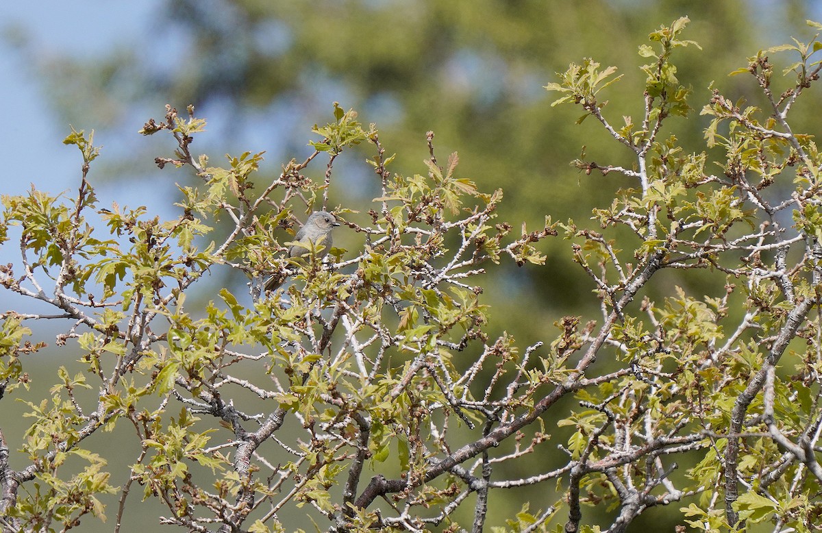 Bushtit - ML452355151