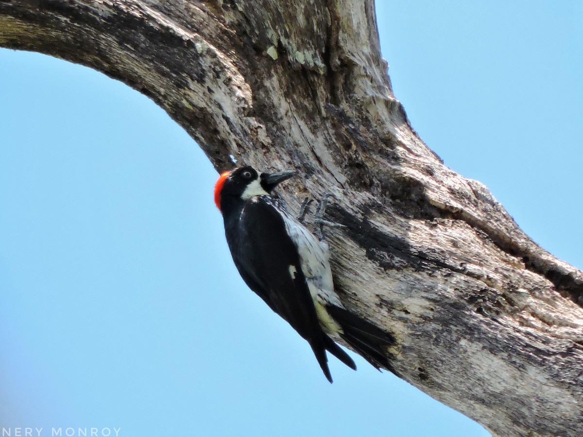 Acorn Woodpecker - ML452355181