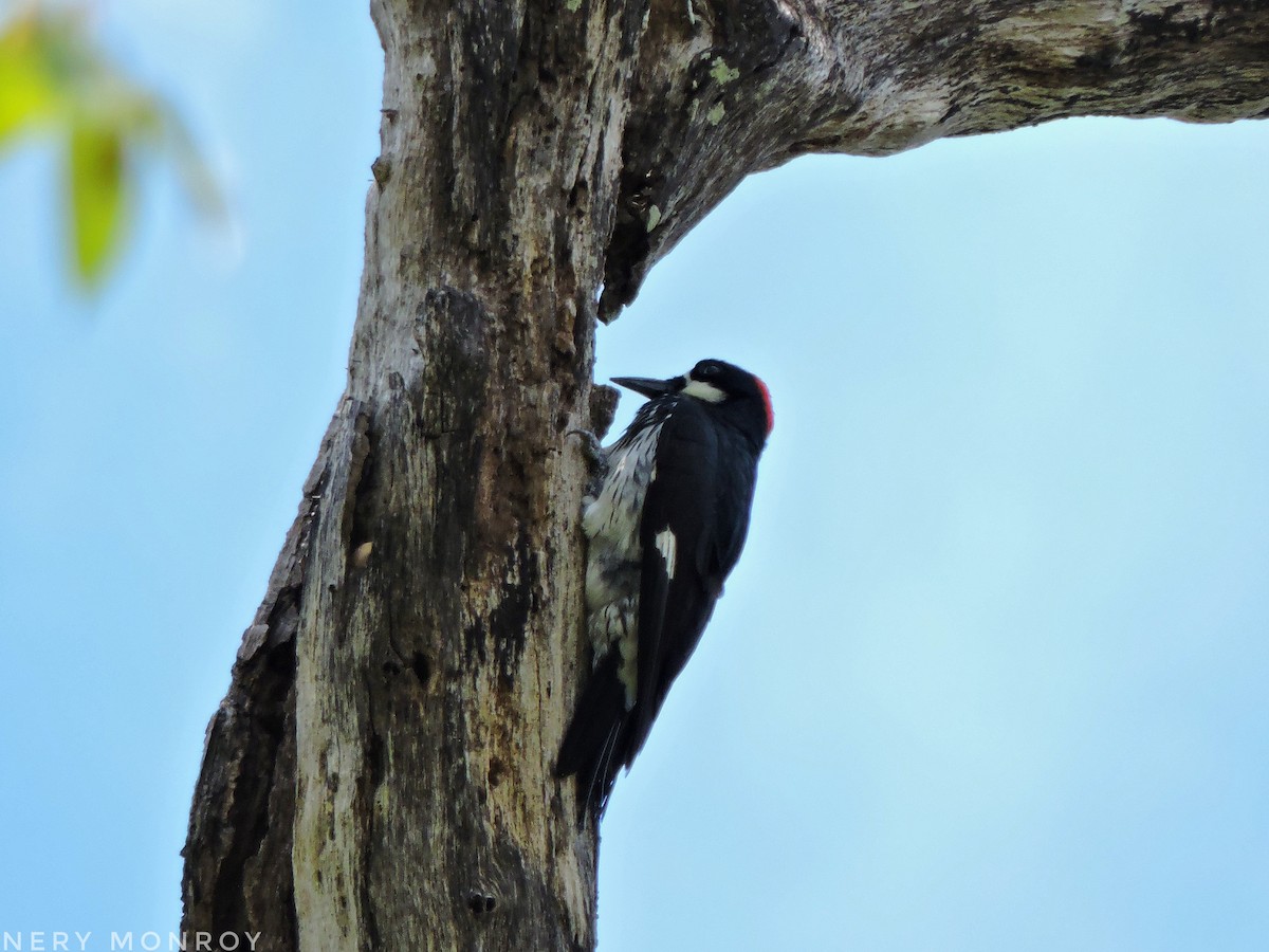 Acorn Woodpecker - ML452355241