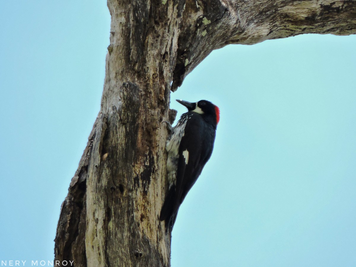 Acorn Woodpecker - ML452355301