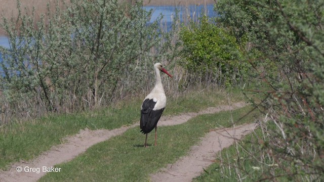 White Stork - ML452356551