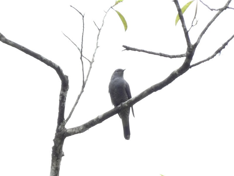 Black-winged Cuckooshrike - ML452357481