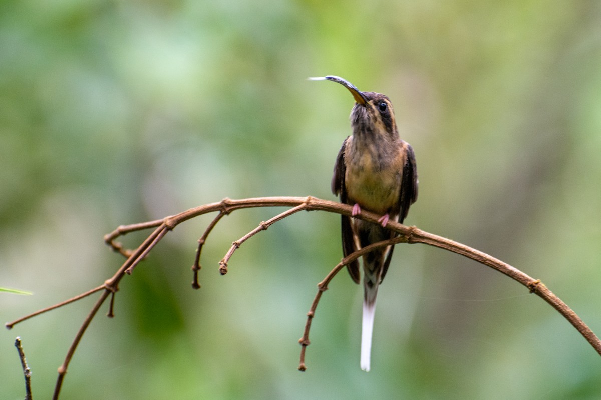 Dusky-throated Hermit - Marcos Eugênio Birding Guide