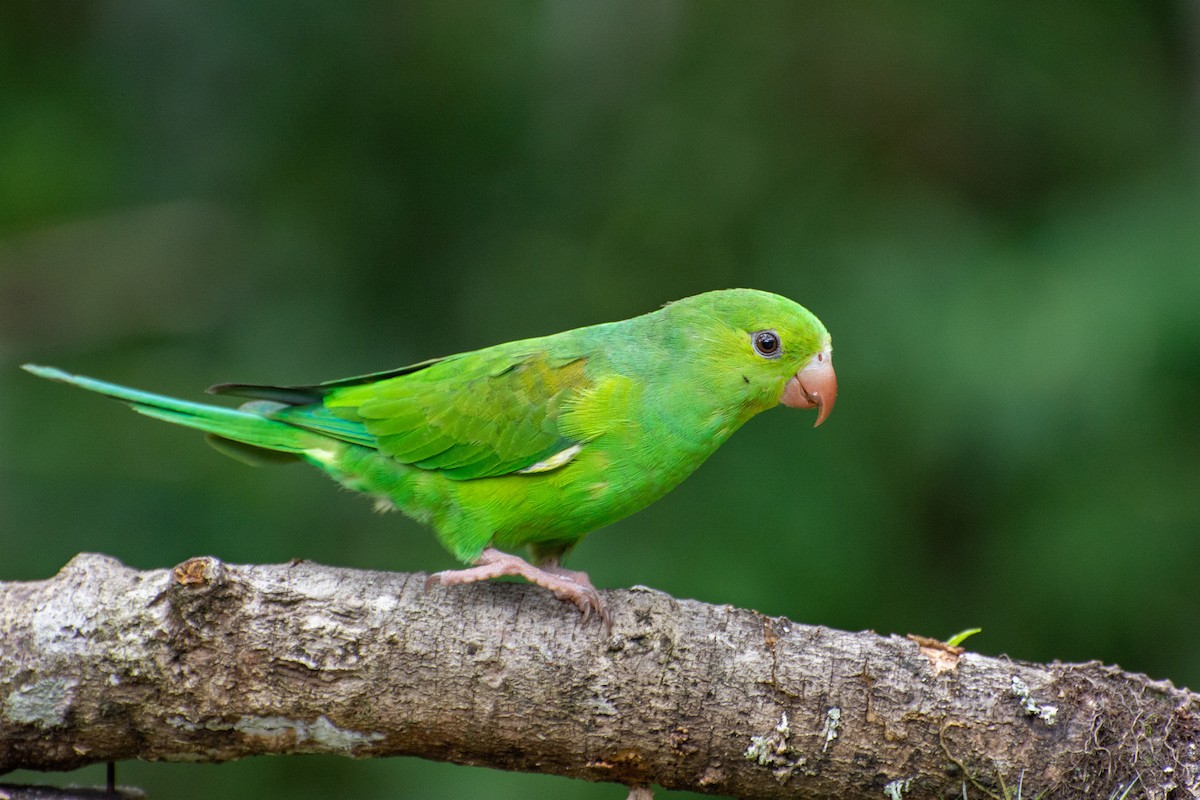 Plain Parakeet - Marcos Eugênio Birding Guide