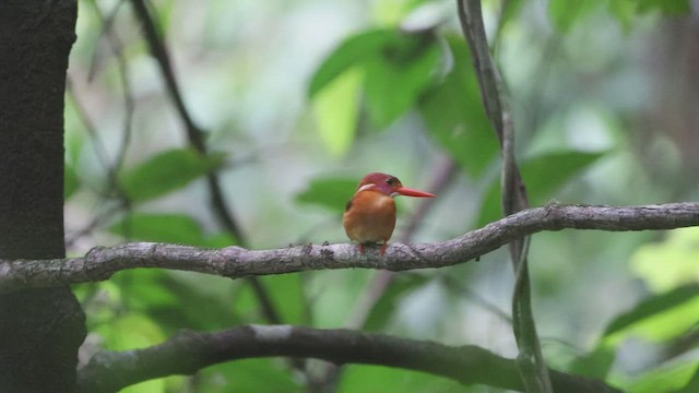 Sulawesi Dwarf-Kingfisher - ML452360721