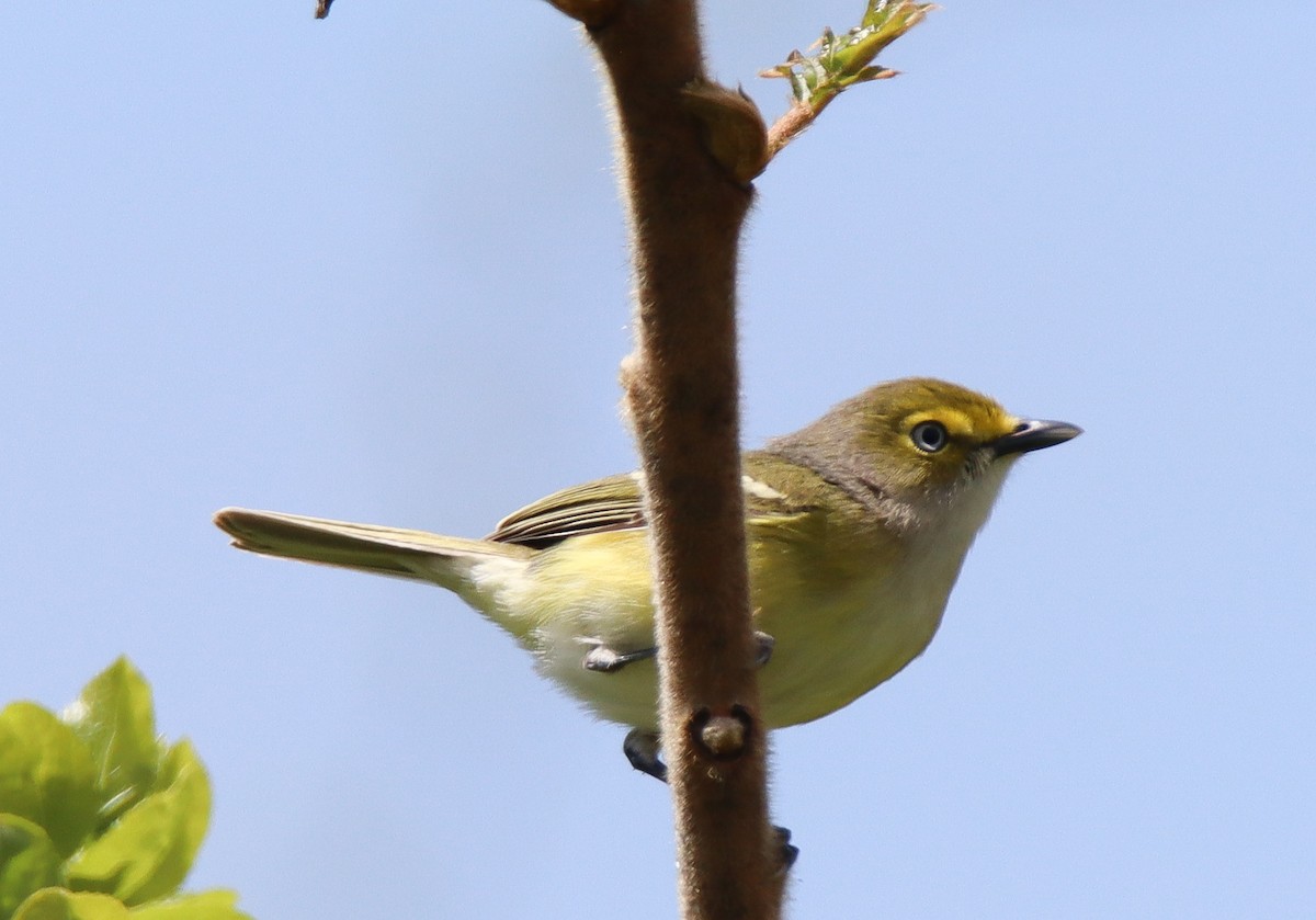 White-eyed Vireo - ML452362301