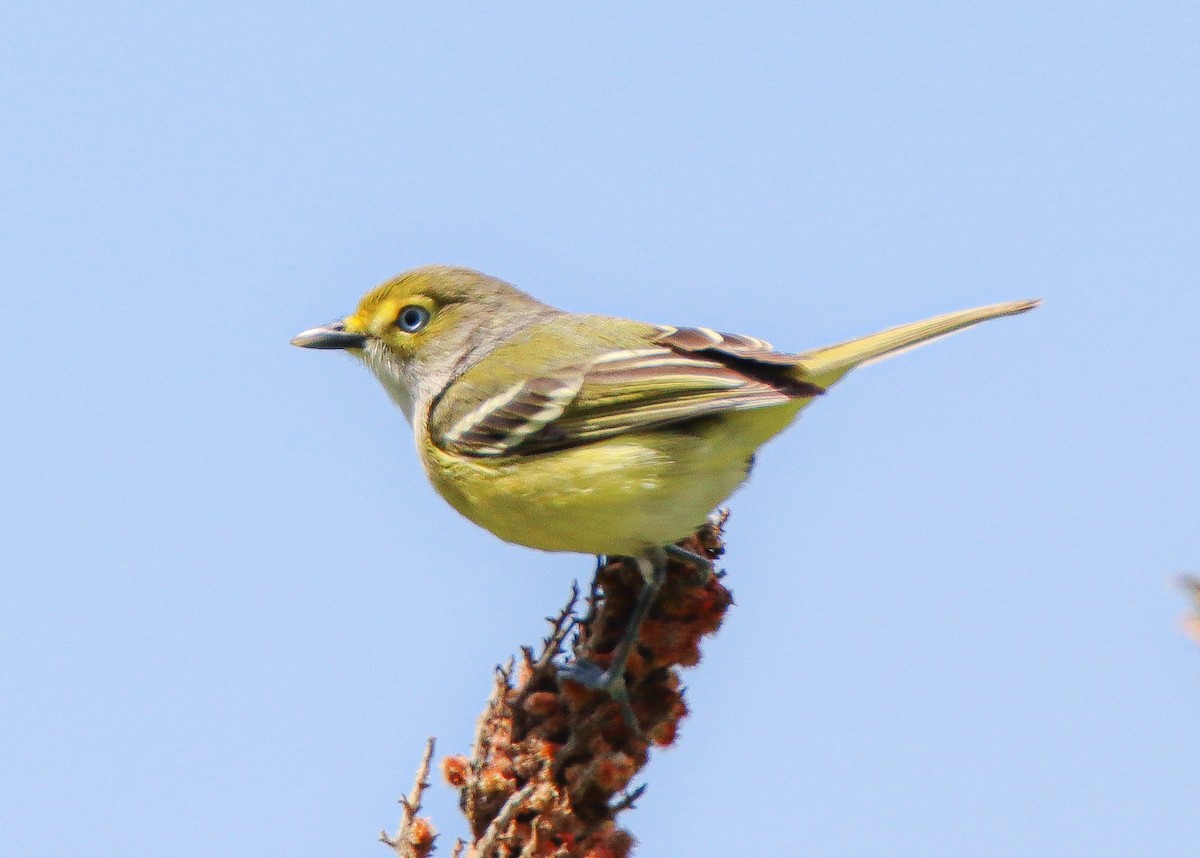 White-eyed Vireo - ML452362361