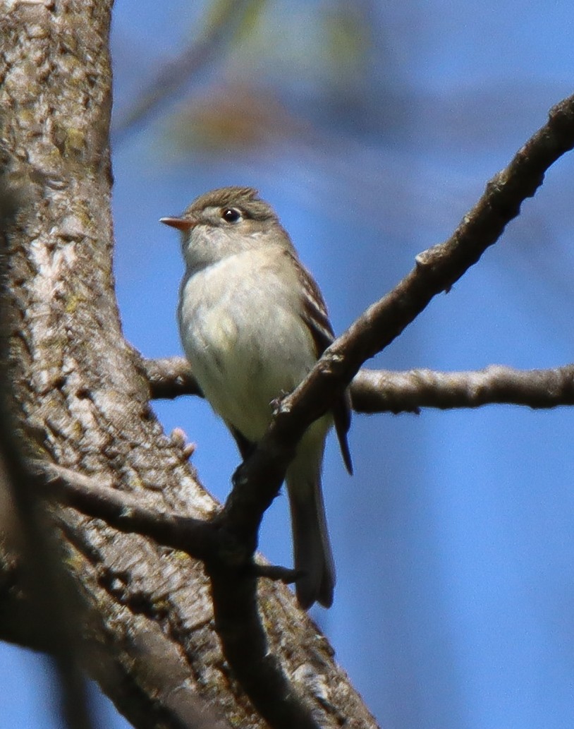 Least Flycatcher - ML452362621