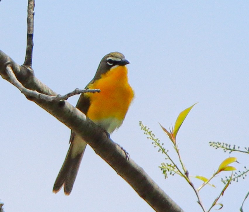 Yellow-breasted Chat - ML452362701
