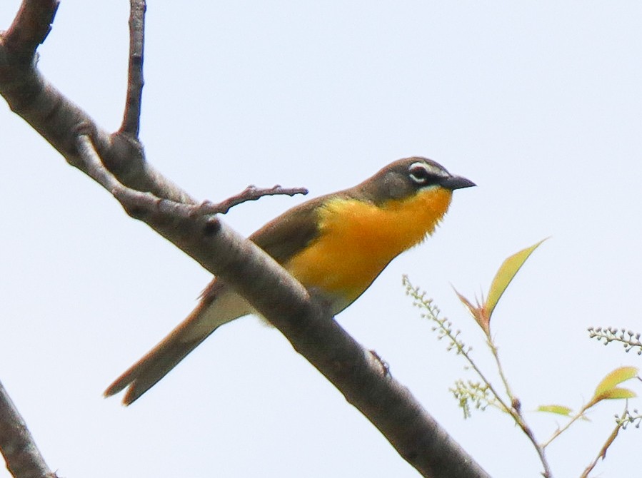 Yellow-breasted Chat - ML452362761