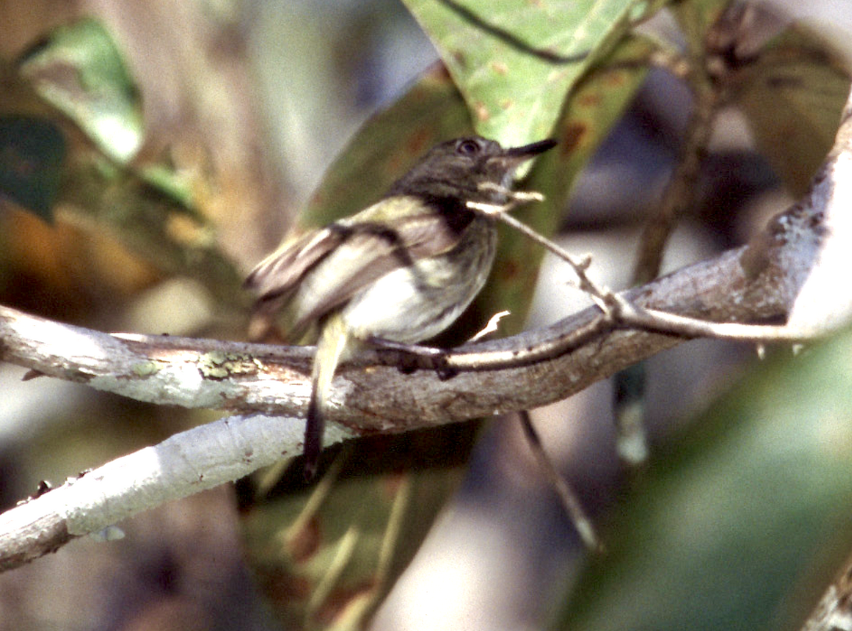 tapajóztodityrann - ML452364981