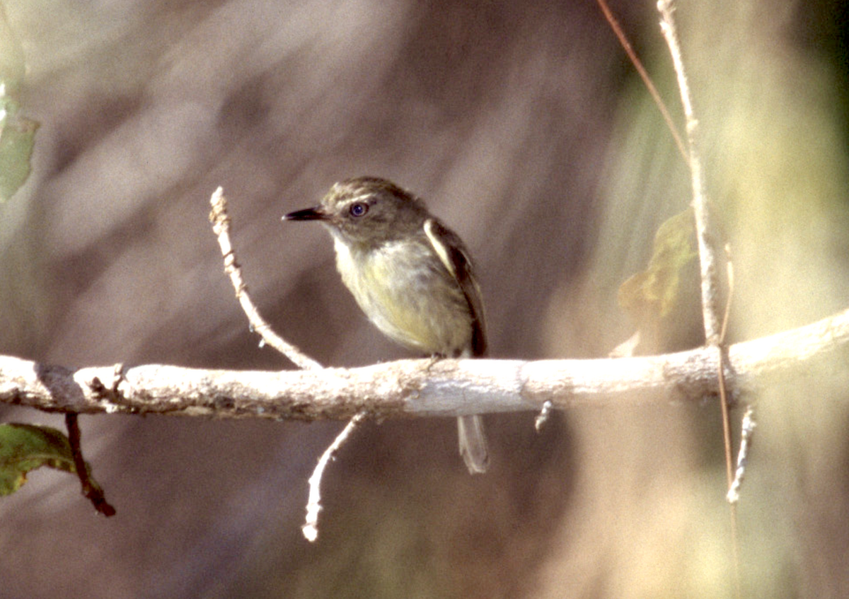 tapajóztodityrann - ML452365011