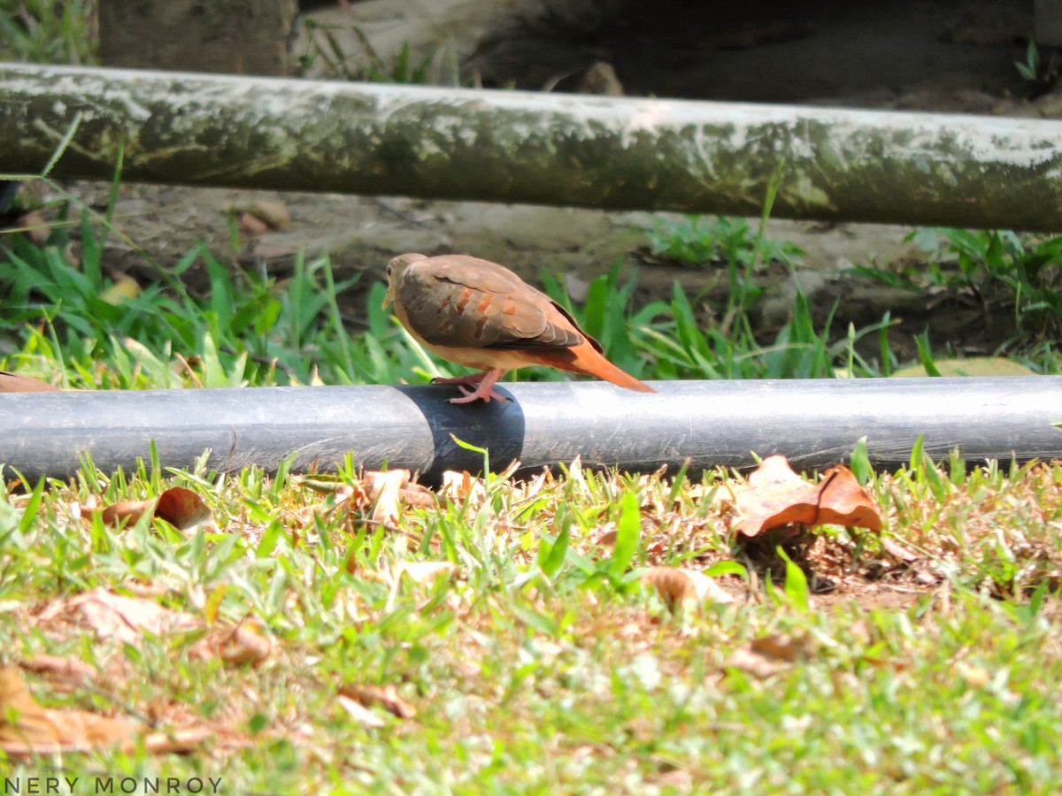 Blue Ground Dove - ML452365551