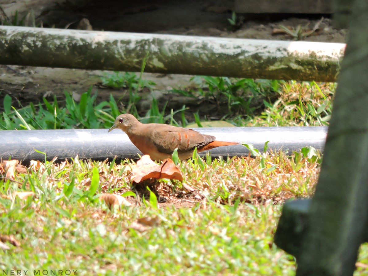 Blue Ground Dove - ML452365571