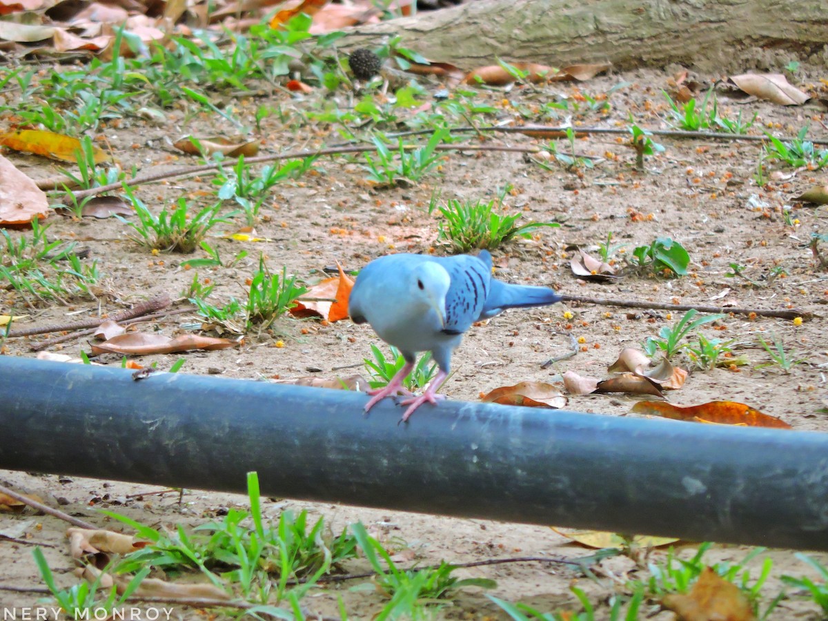 Blue Ground Dove - ML452365611