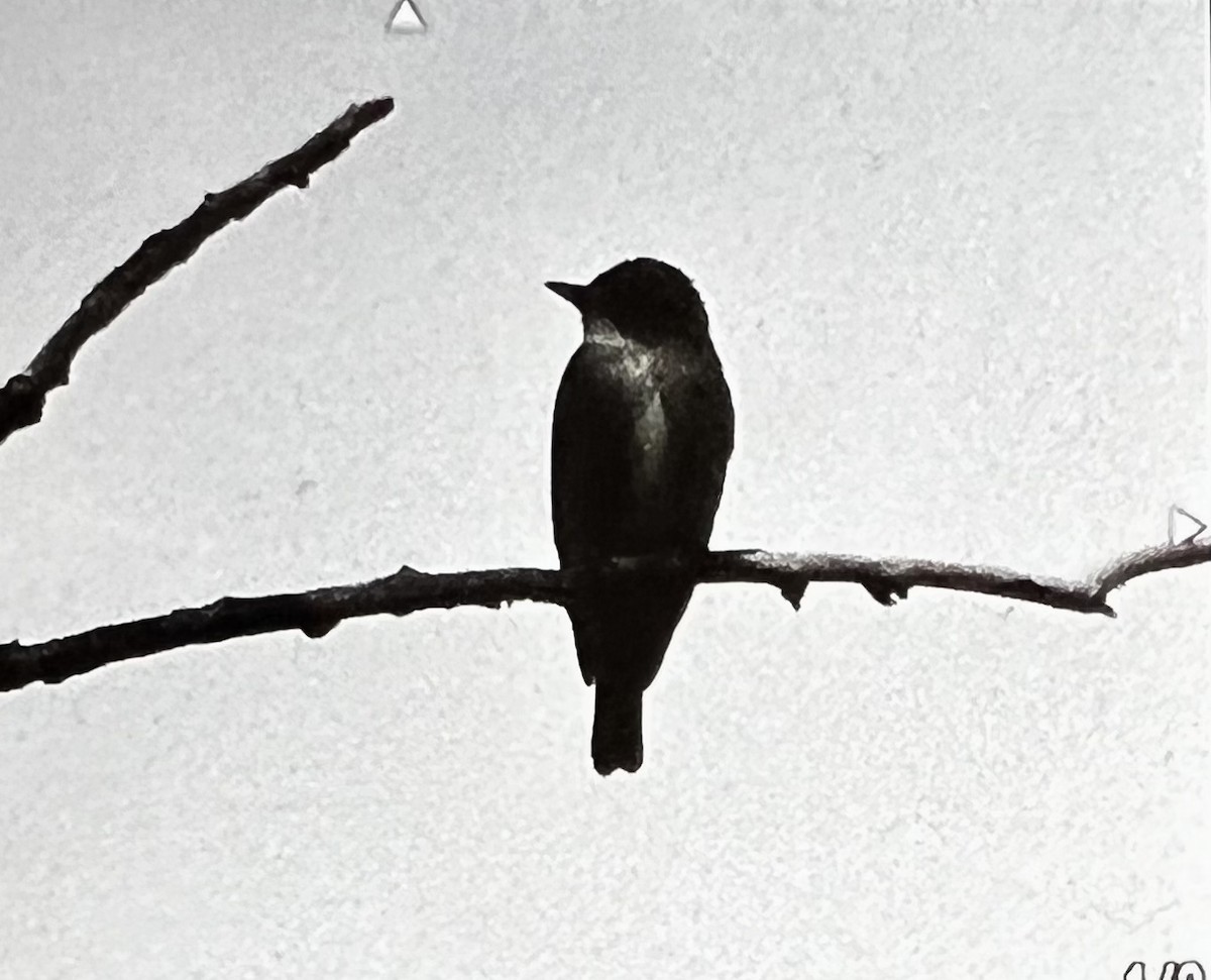 Olive-sided Flycatcher - ML452365651