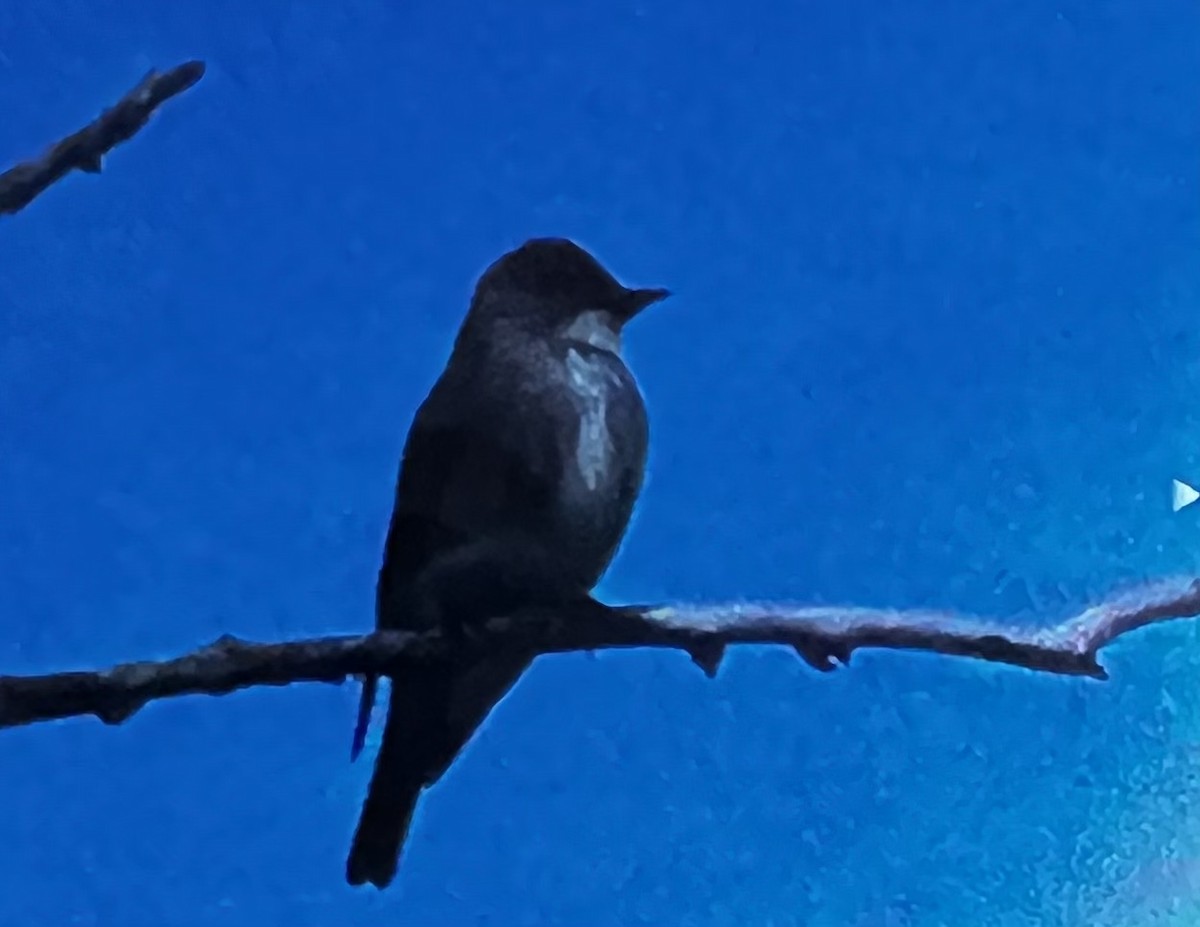 Olive-sided Flycatcher - ML452365681