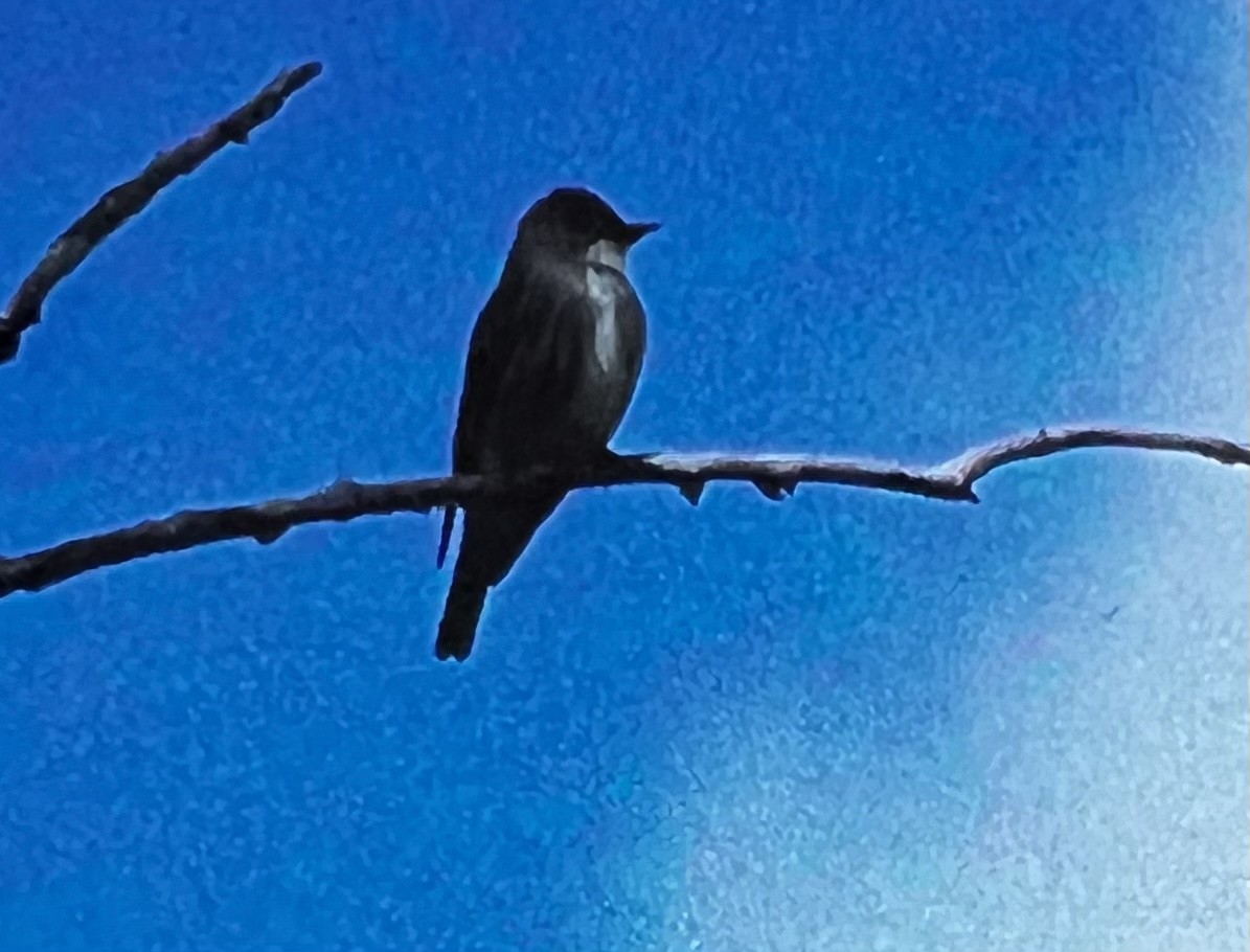 Olive-sided Flycatcher - ML452365691