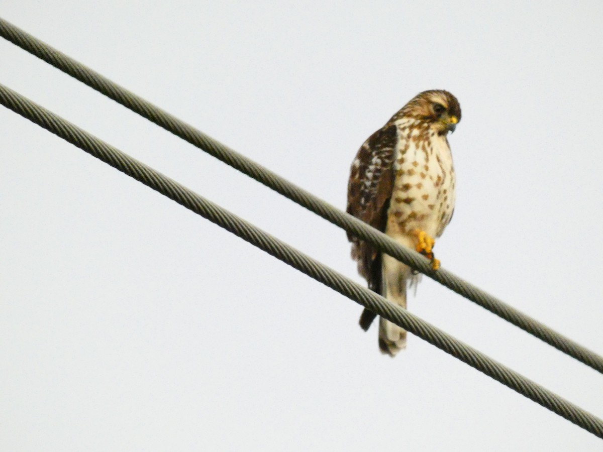 Broad-winged Hawk - ML452365811