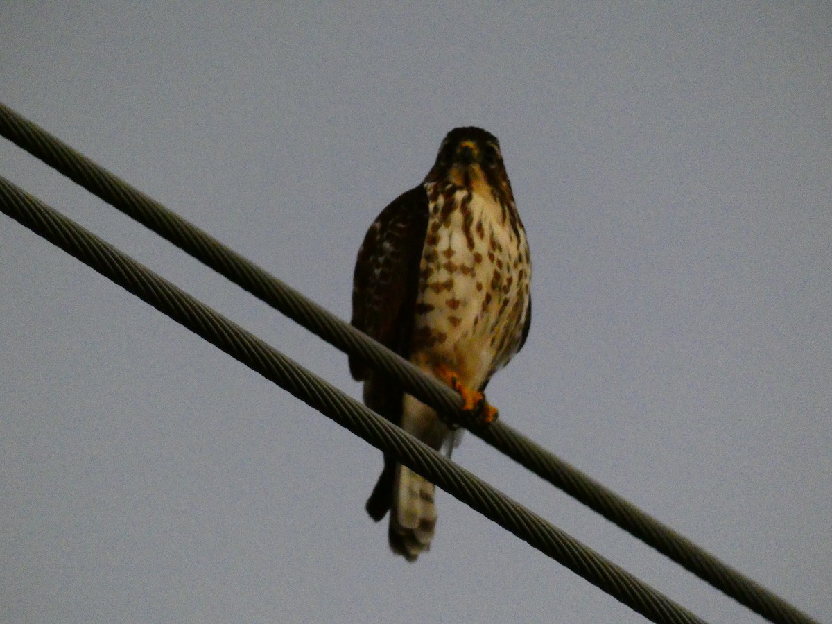 Broad-winged Hawk - ML452365891