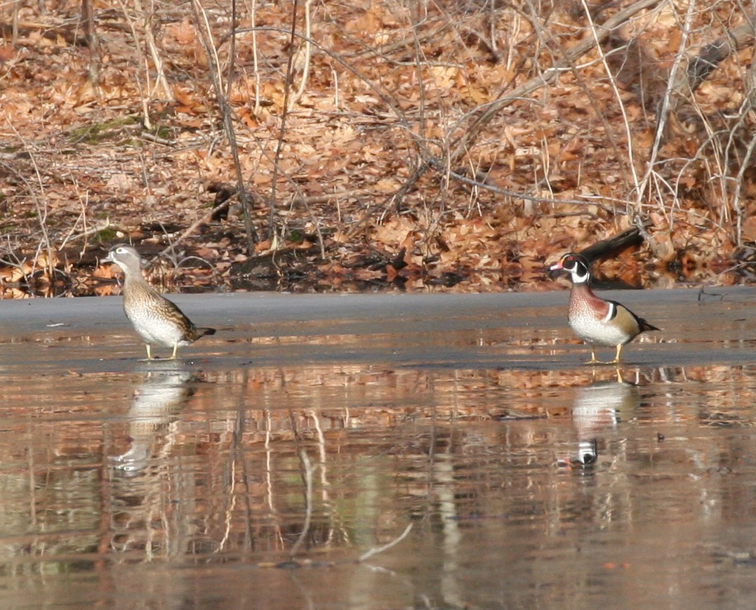 Wood Duck - ML45236601