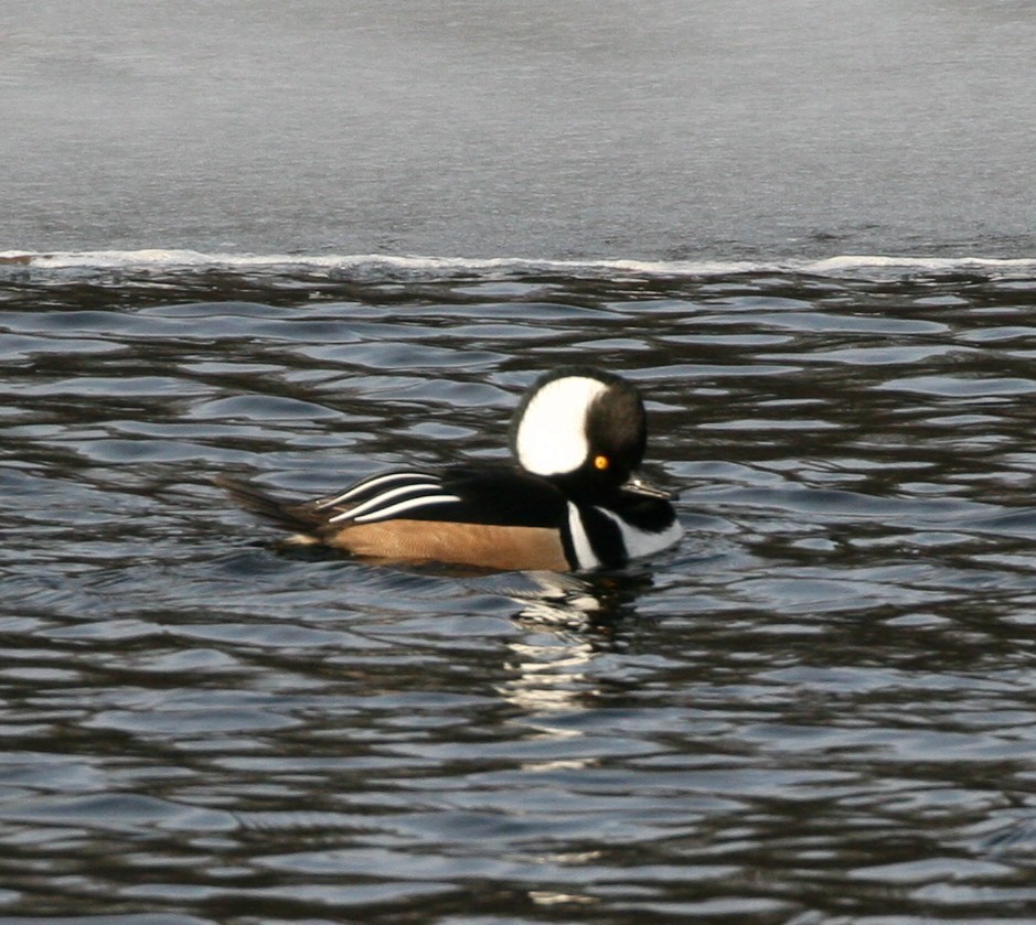 Hooded Merganser - ML45236641