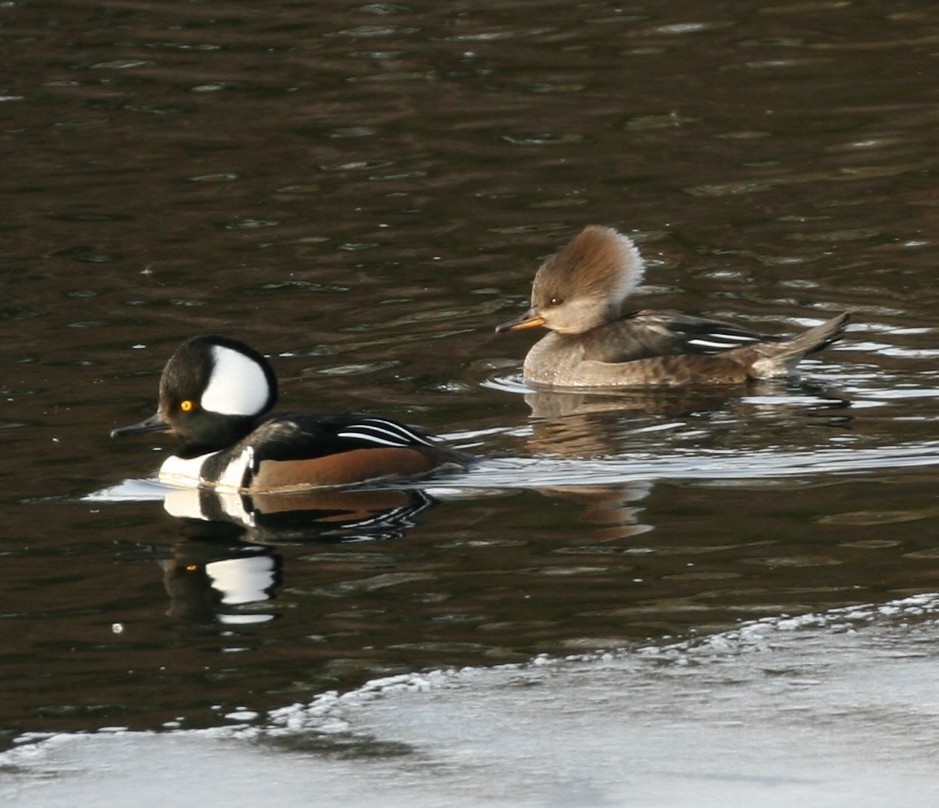 Hooded Merganser - ML45236691