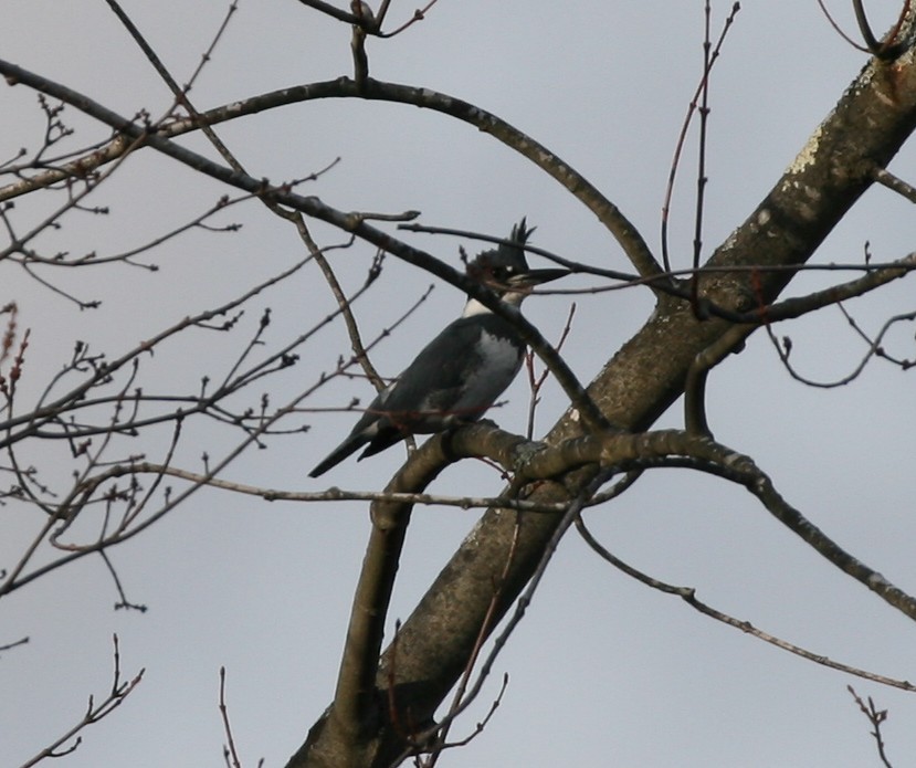 Belted Kingfisher - ML45236721