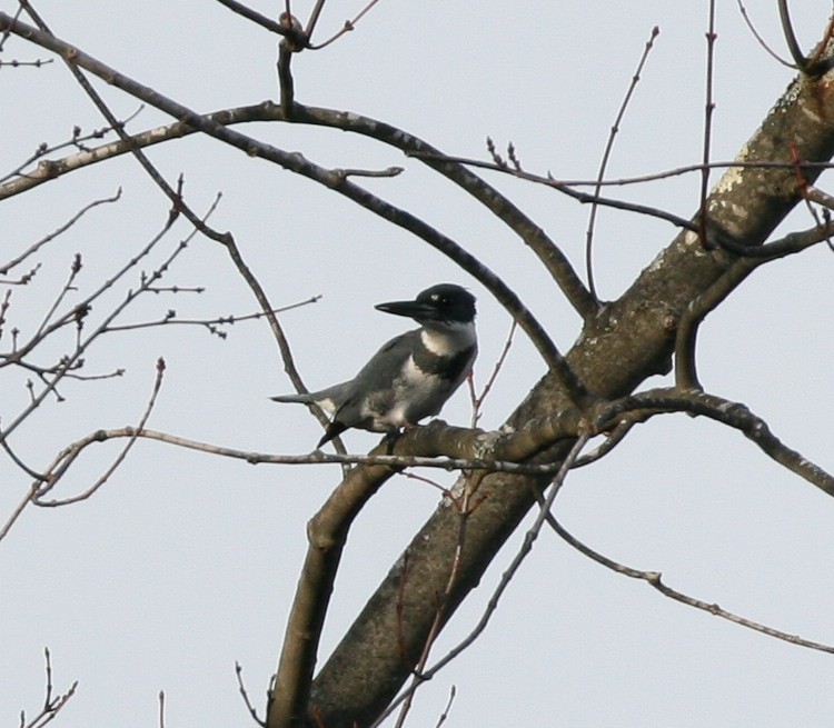 Belted Kingfisher - ML45236731