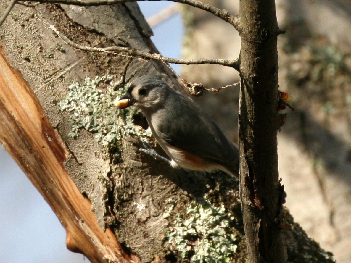 Tufted Titmouse - ML45236771