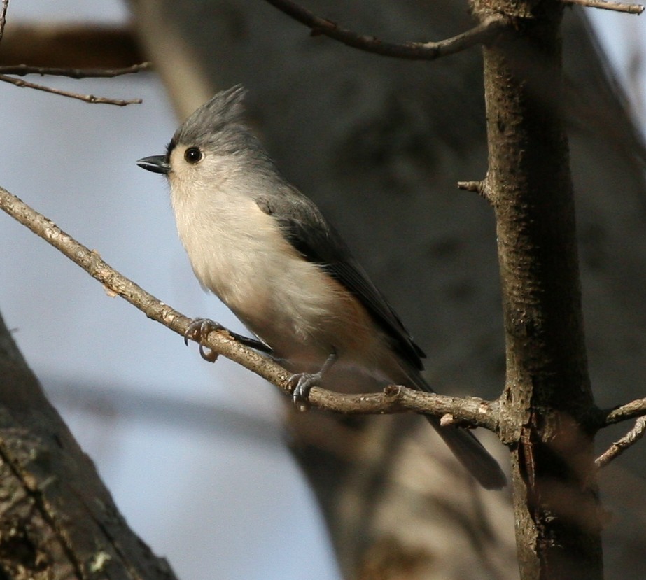 Mésange bicolore - ML45236791