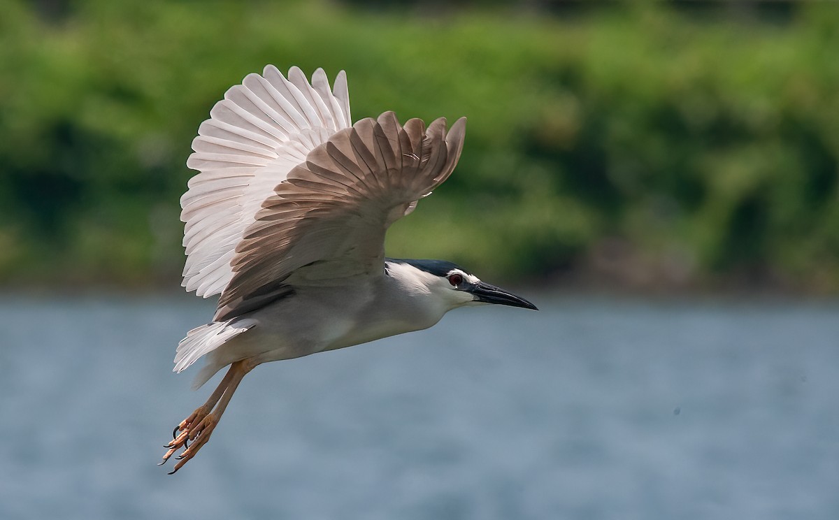 Black-crowned Night Heron (Eurasian) - ML452368961