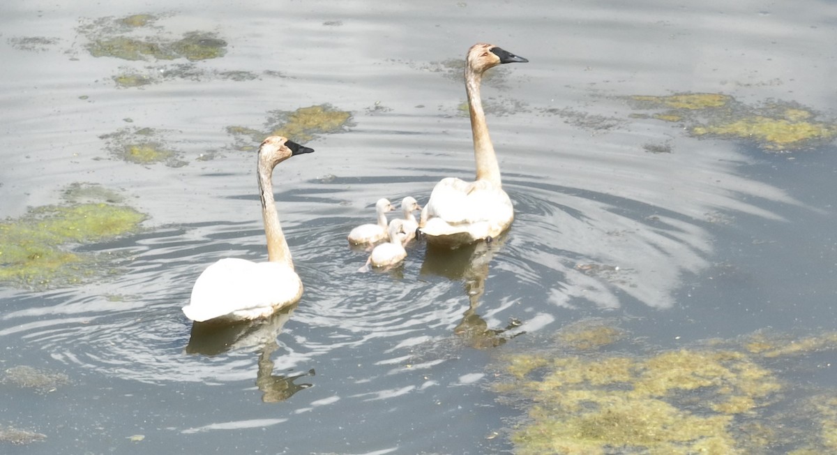 Trumpeter Swan - ML452369081