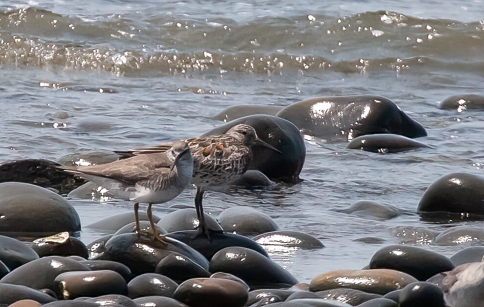 Great Knot - ML452369091