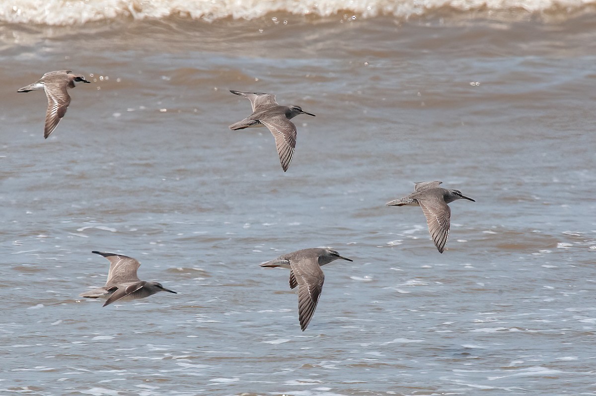 Gray-tailed Tattler - ML452369221