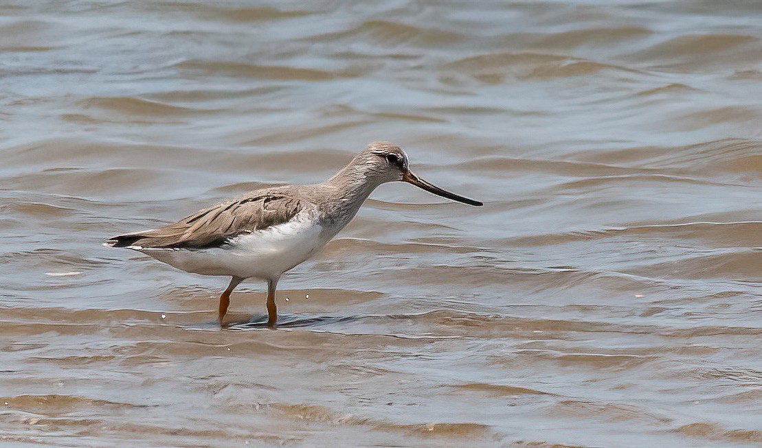 Terek Sandpiper - ML452369341