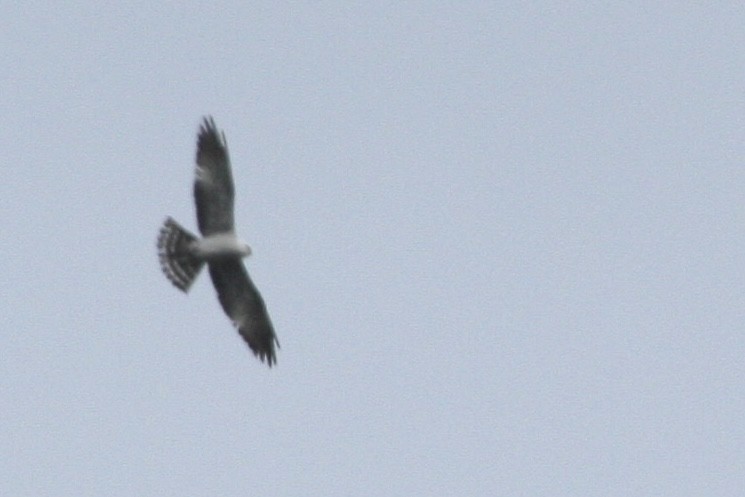 Mississippi Kite - ML452370451