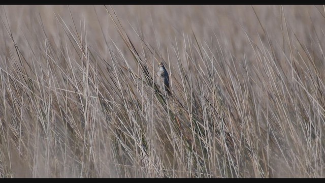 Seaside Sparrow - ML452370461