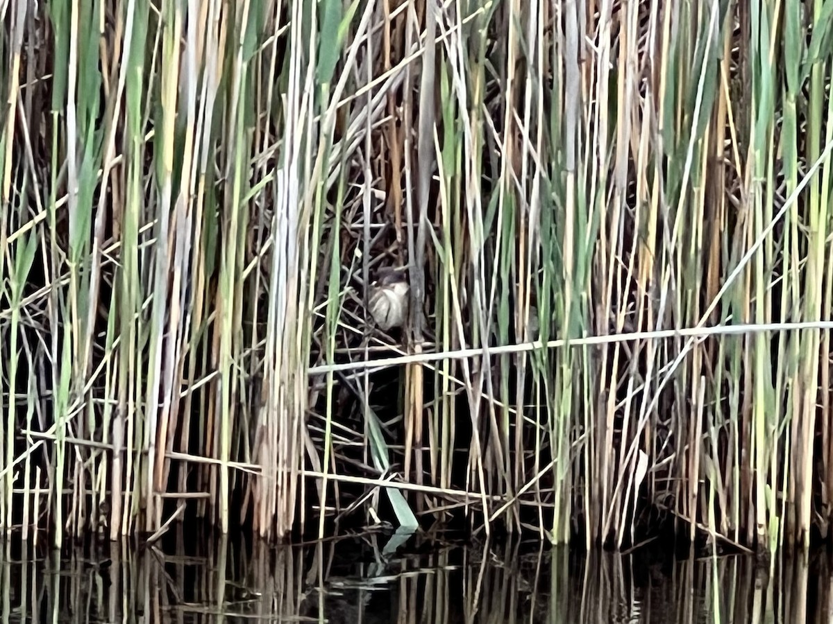 Least Bittern - ML452370481