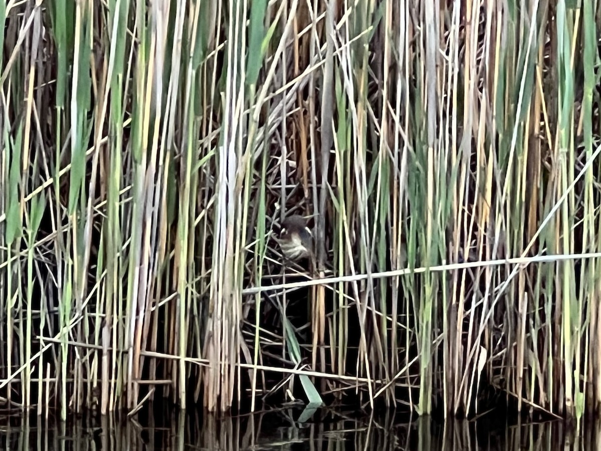 Least Bittern - ML452370501