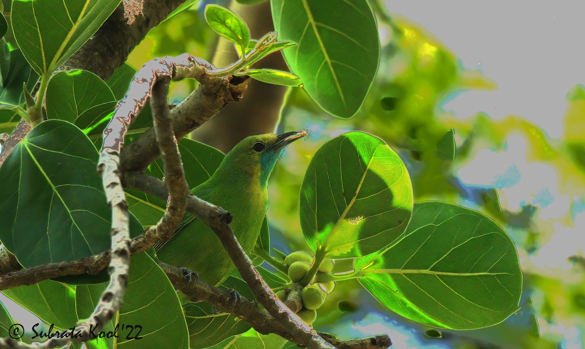 Jerdon's Leafbird - ML452371771