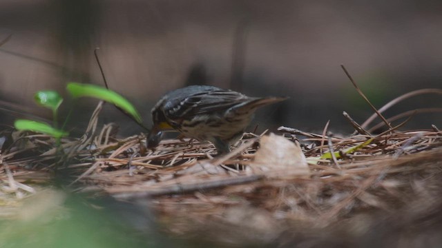 キノドアメリカムシクイ - ML452371851