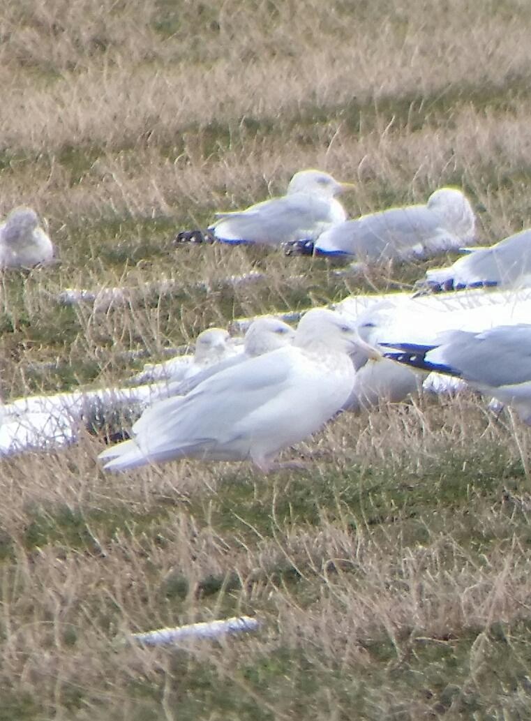 Glaucous Gull - ML45237271