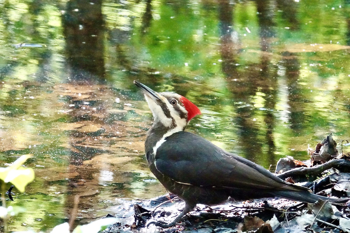 Pileated Woodpecker - ML452373531